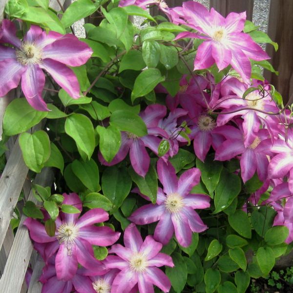 Clematis hybrida Kakio (Pink Champagne) Clematis plamének Zahradnictví Franc